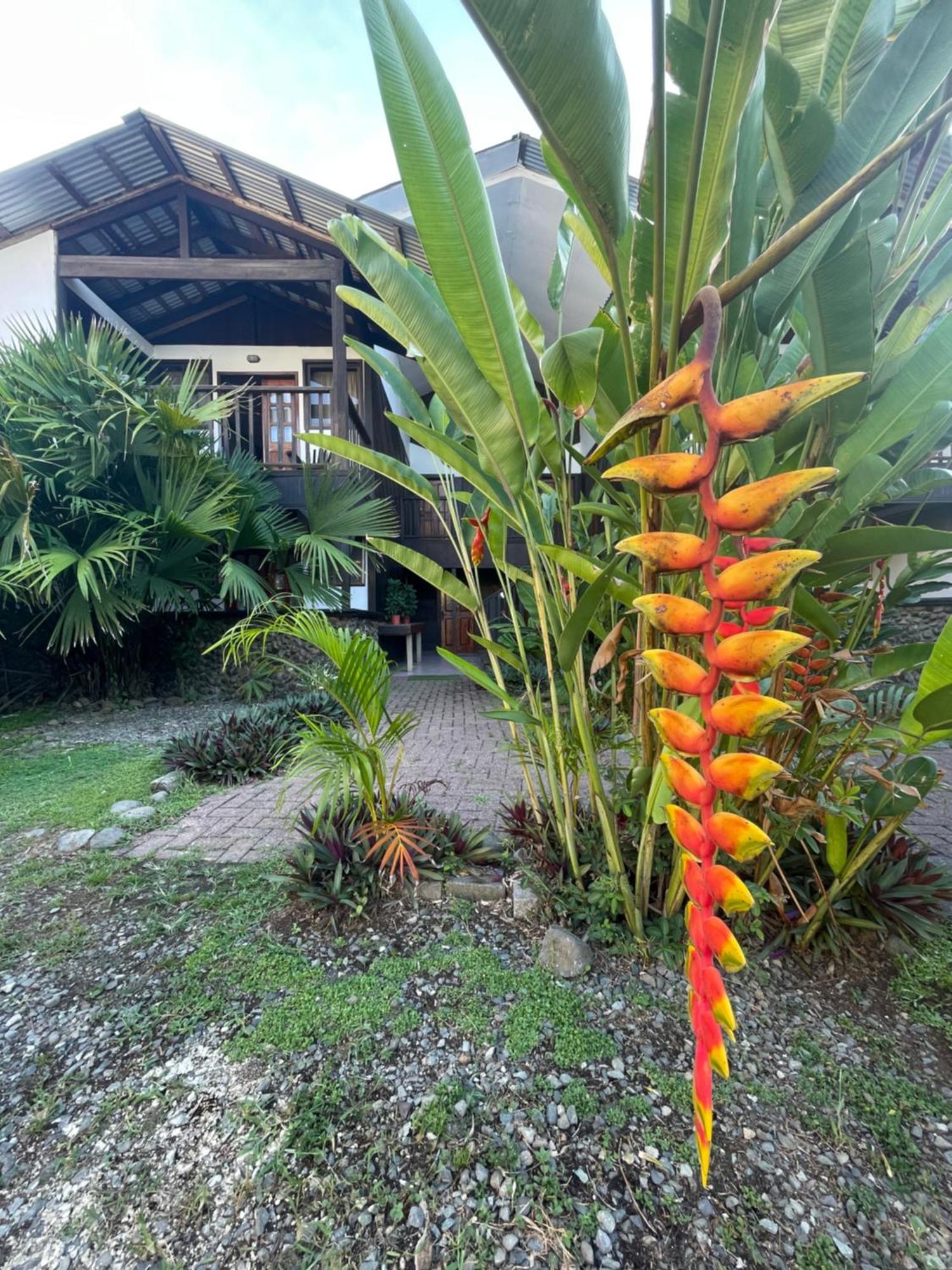 Perla Negra Beachfront Puerto Viejo de Talamanca Kültér fotó